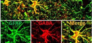 GABA