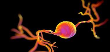ThThbipolar neurona1
