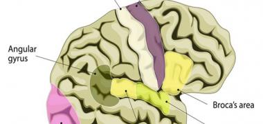 area broca
