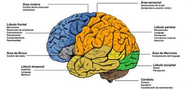cerebro csic
