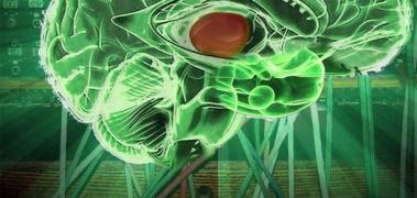 cerebro nature