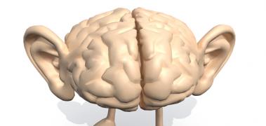 cerebro oidos