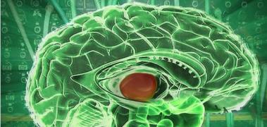 cerebro verde