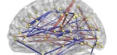 conexiones cerebrales