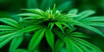 drogas adicciones marihuana cannabis 0001