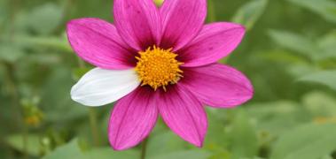 flor rara
