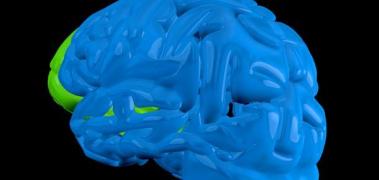 frontalcortex