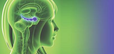 hipocampo cerebro v2