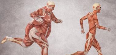 homres musculatura obesidad