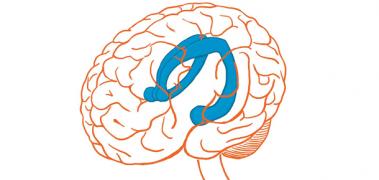 lobulos hipocampales