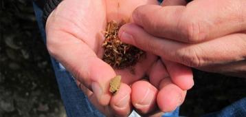 mano cannabis