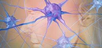 Proteínas nacientes de neuronas glutamatérgicas corticales inducidas por actividad