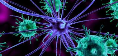 nueronas cerebro