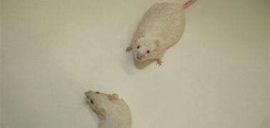 pareja ratones