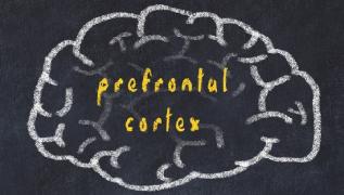 prefrontal