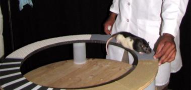 rata experimento