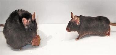 ratones obesidad