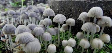 Congreso Virtual Internacional de Psiquiatría, Psicología y Salud Mental (Interpsiquis)