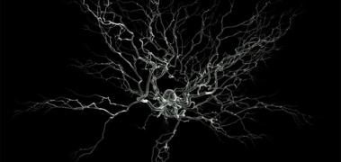 sipnasis neuronal