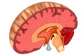 La privación visual reduce selectivamente la inhibición mediada por el núcleo reticular talámico del tálamo auditivo en adultos