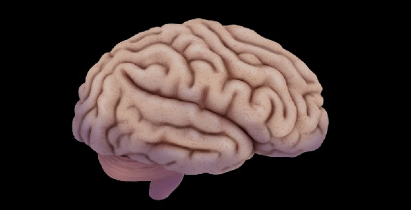 Patrones de escala de plegamiento y espesor cortical en el desarrollo temprano del cerebro humano en comparación con los primates