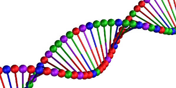 Logran, por primera vez, secuenciar un genoma humano completo |  