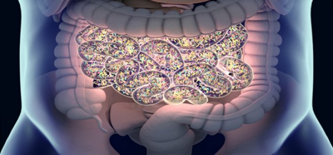 La alteración del microbioma intestinal en el primer episodio de esquizofrenia medicada sin tratamiento previo y crónica se correlaciona con los volúmenes cerebrales regionales